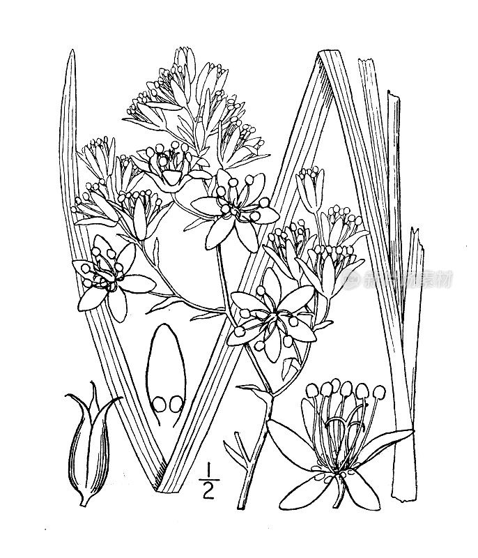 古植物学植物插图:Zygadenus glaberrimus，大花Zygadenus